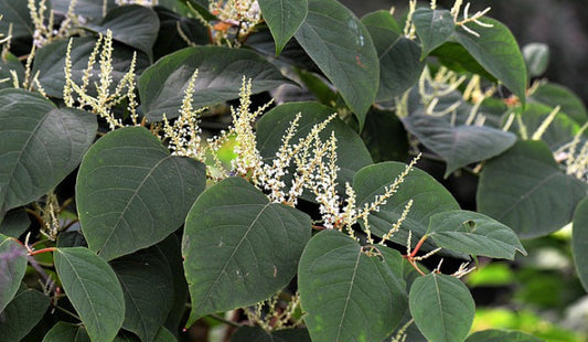 Japanese Knotweed: A Potent Plant Powerhouse for Clearer, Healthier Skin