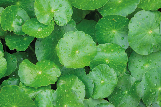 Centella Asiatica: The Skin-Soothing Healer Loved for Generations