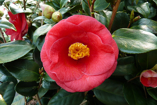 Camellia Japonica (RedSnow®): Nature’s Winter-Defying Skin Soother