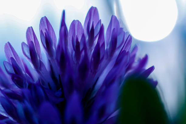 Meet Bakuchiol: A Gentle Powerhouse for Balanced, Radiant Skin
